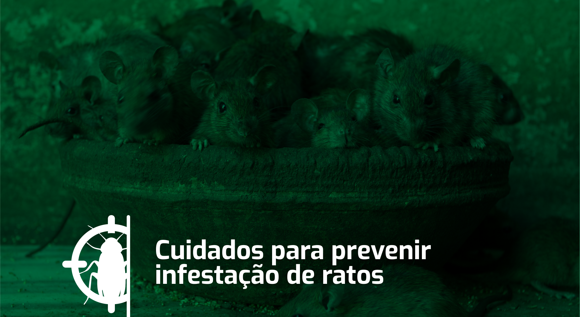 Cuidados para prevenir a infestação de ratos